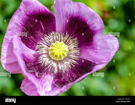 Purple poppy flower Stock Photo - Alamy