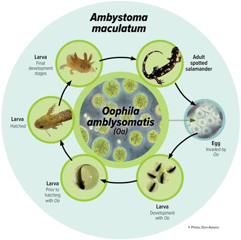 Yellow Spotted Salamander Life Cycle