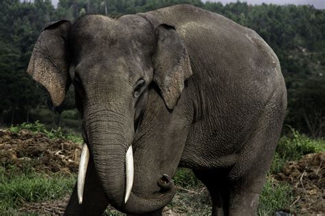 Sumatran Elephant Facts, Habitat, Diet, Life Cycle, Baby, Pictures