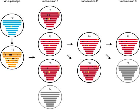 Airborne Transmission of Influenza A/H5N1 Virus Between Ferrets | Science