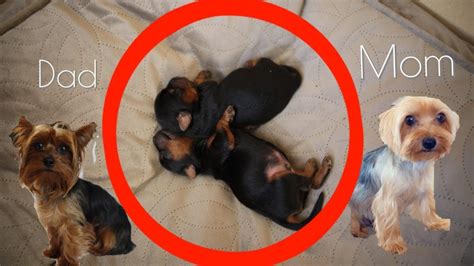 Meet Our NEWBORN Yorkies!! - YouTube