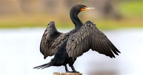 Double-crested Cormorant Identification, All About Birds, Cornell Lab ...