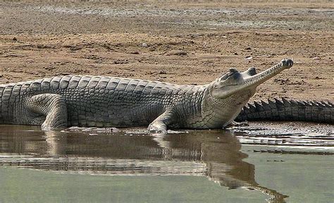 Gharial | The Biggest Animals Kingdom