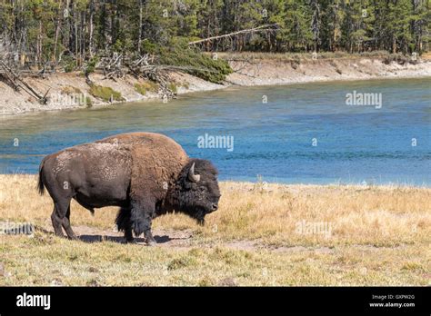 Male American bison (Bison bison) grazing near the Yellowstone River ...