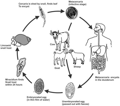 Fasciola Gigantica Life Cycle