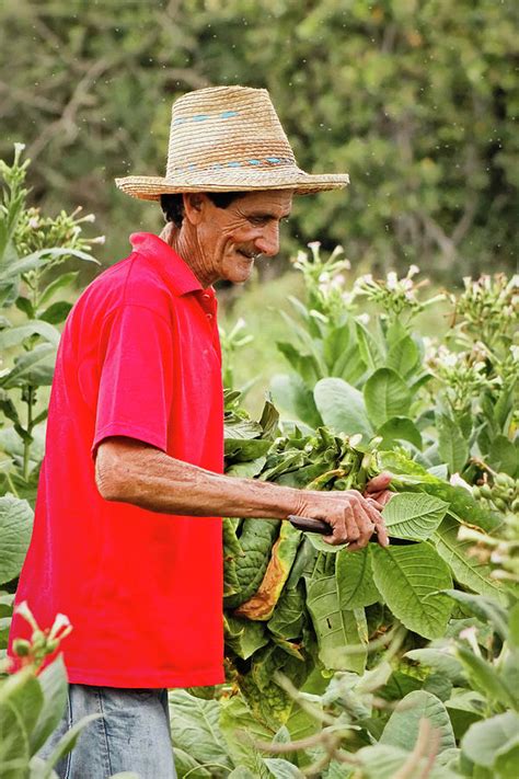 Harvesting Tobacco Photograph by Dawn Currie | Fine Art America