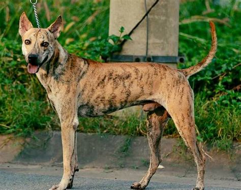 Phu Quoc Ridgeback Breed Profile - Complete Overview