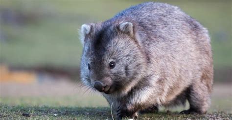 Are Wombats Dangerous? - IMP WORLD