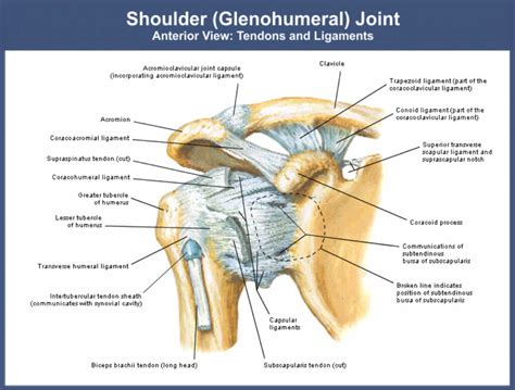 shoulder rehabilitation, shoulder injuries, dislocation, rotator cuff ...