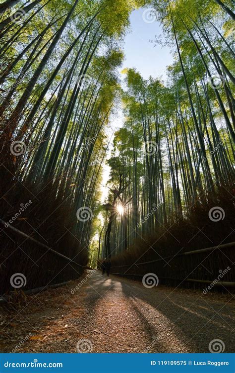 Walking at Sunrise in Sagano Bamboo Forest. Arashiyama. Kyoto. Japan ...