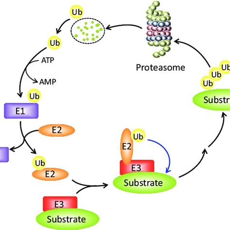 The ubiquitin-proteasome system. Ubiquitin is activated by a ...