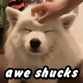 Awe Shucks Cute GIF - AweShucks Cute Fluffy - Discover & Share GIFs