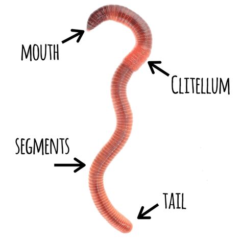 The Life Cycle of a Worm - Mindful Waste