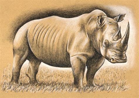 How to Draw a Rhino with Charcoal and Chalk