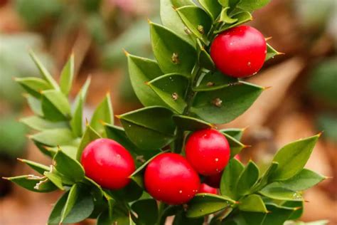 20 Edible and Non-Edible Red Berries You Need to Know - Smart Garden ...