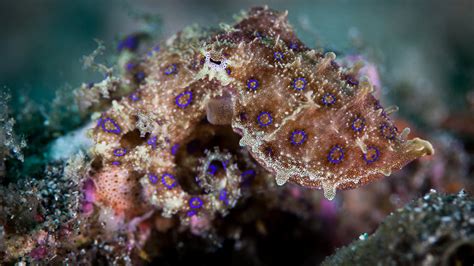 How the Blue-Ringed Octopus Flashes its Rings | Physics Today | Marine ...