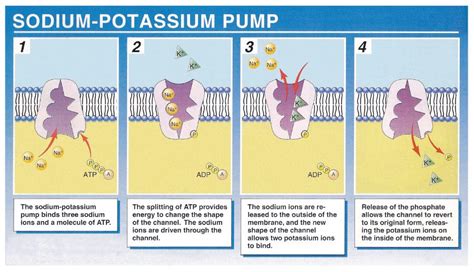 Functions of Sodium and Potassium | Study Chemistry