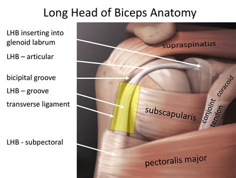 Long Head of Biceps - Cambridge Shoulder