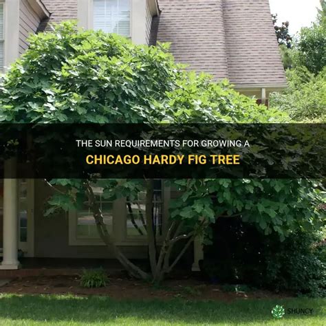 The Sun Requirements For Growing A Chicago Hardy Fig Tree | ShunCy