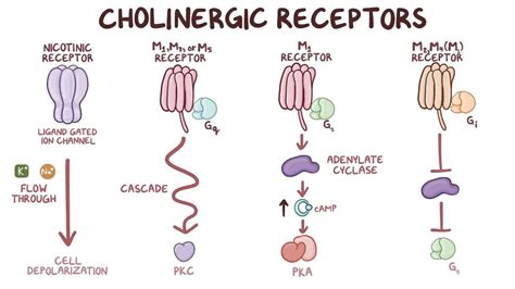 Cholinergic receptors: Video, Anatomy & Definition | Osmosis