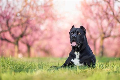 12 Cane Corso Colors: An Array Of Stunning Shades