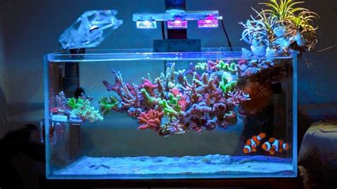 Floating coral reef | Saltwater aquarium, Reef aquarium, Coral reef ...