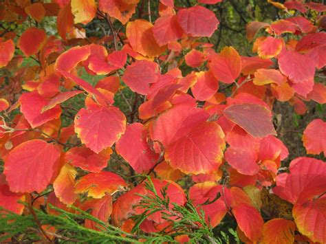 Fothergilla fall color Rotary Botanical Garden - Perennially Yours