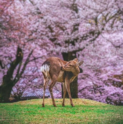 Watch Deer Peacefully Enjoy Cherry Blossoms in Japan’s Nara Park