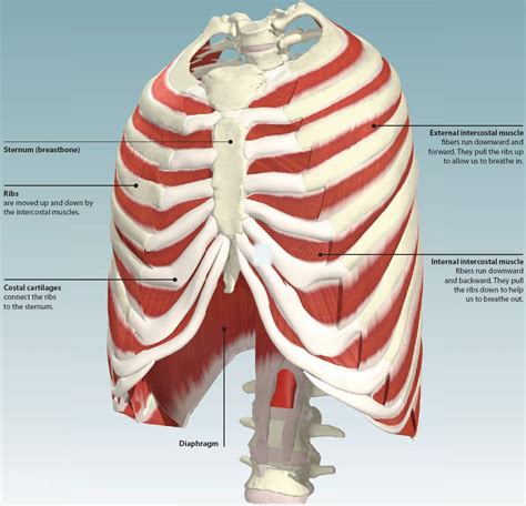 Rib Cage Muscles : The rib cage has many attachment points to other ...