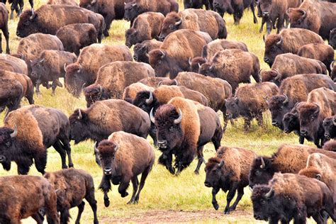 Bison | Size, Population, Diet, & Facts | Britannica