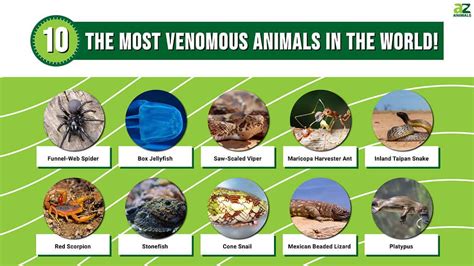 The 10 Most Venomous Animals In The World! - Home