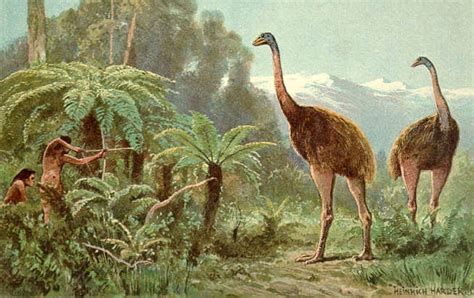 Why Did New Zealand's Moas Go Extinct? | Science | AAAS