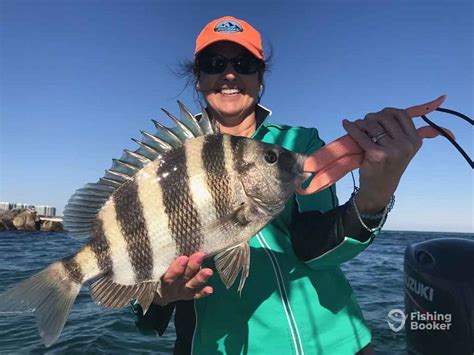 The Best Sheepshead Bait: An Angler’s Guide for 2024