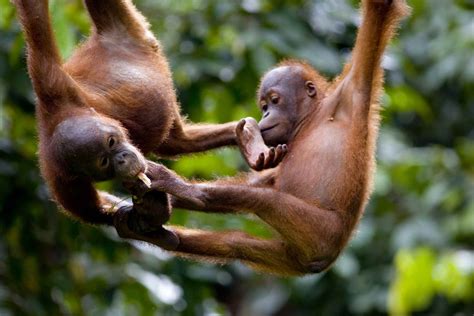 5 Places to See Orangutans in Borneo