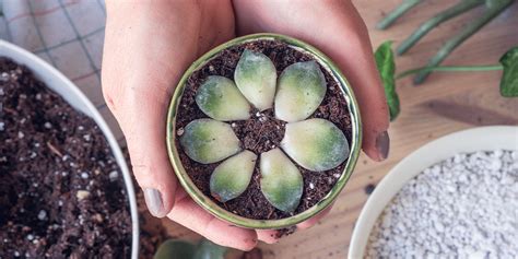 Succulent & Houseplant Propagation Guide | Plant Perfect