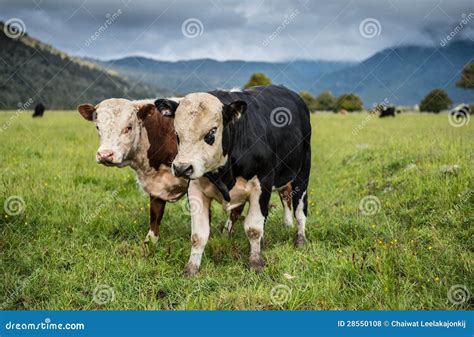 Cows in New Zealand. stock photo. Image of cows, farmland - 28550108