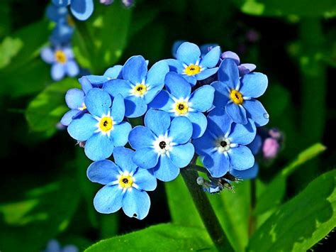 Forget Me Not Flowers Are an Appeal for Love and a Longing to Be Remembe...