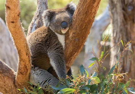 Cleland Wildlife Park | Visit Adelaide Hills