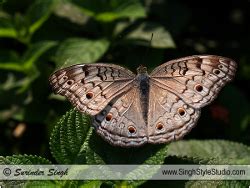 Nature Photographer Surinder Singh in Delhi India | Nature & Wildlife ...