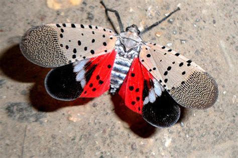 Why are spotted lanternflies so bad? Here's damage they do in NJ