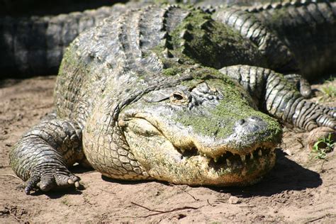 Alligators - Facts, Habitat, Diet, Breeding, Pictures, Lifecycle ...