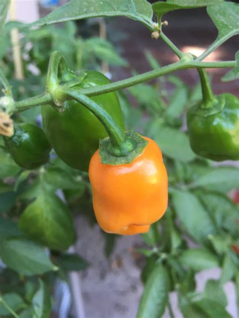 How To Grow Habanero Pepper Plants In Pots: 3 Best Options Explained ...