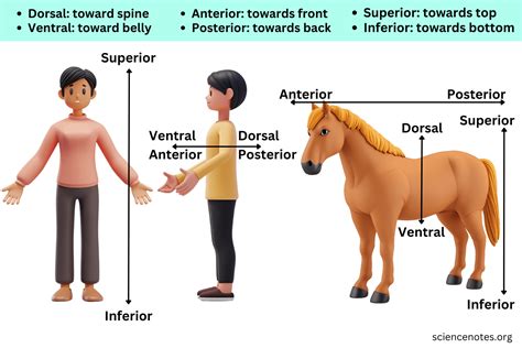 Anatomical Terms of Location: Anterior vs Posterior and Dorsal vs Ventral