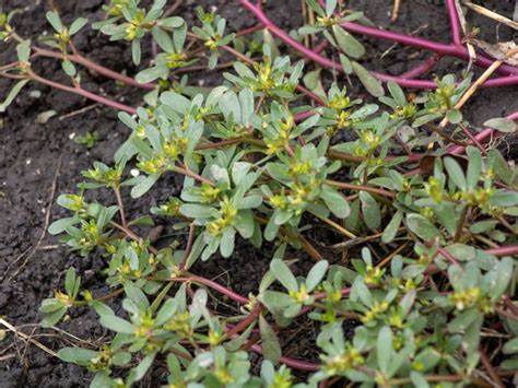 Purslane Plant: How To Get Rid Of Purslane