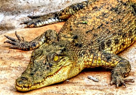 Philippine Crocodile l Critically Endangered Reptile - Our Breathing Planet