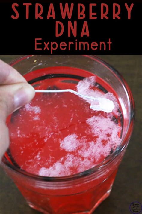 Strawberry dna extraction science experiment – Artofit