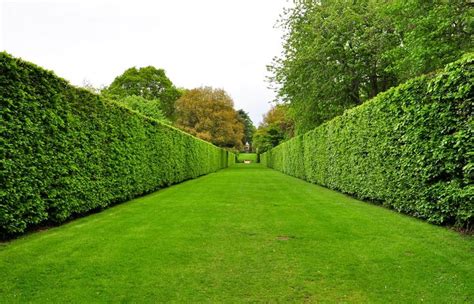 19 Different Types of Tree Hedges | Garden hedges, Landscape design ...