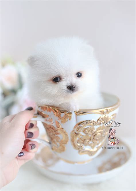 Teacup Pomeranian Breeder | Teacup Puppies & Boutique