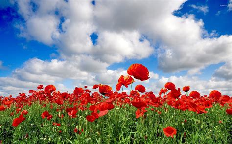 Poppy field wallpaper - Flower wallpapers - #8257