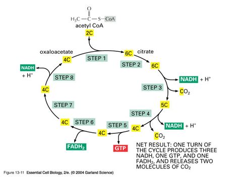 Cell Respiration Part 2: Aerobic Respiration (Transition Reaction ...